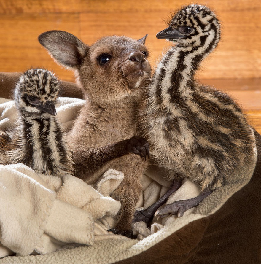 baby-kangaroo-emu-cuddle-sandwich-edi-eli-reuben-1