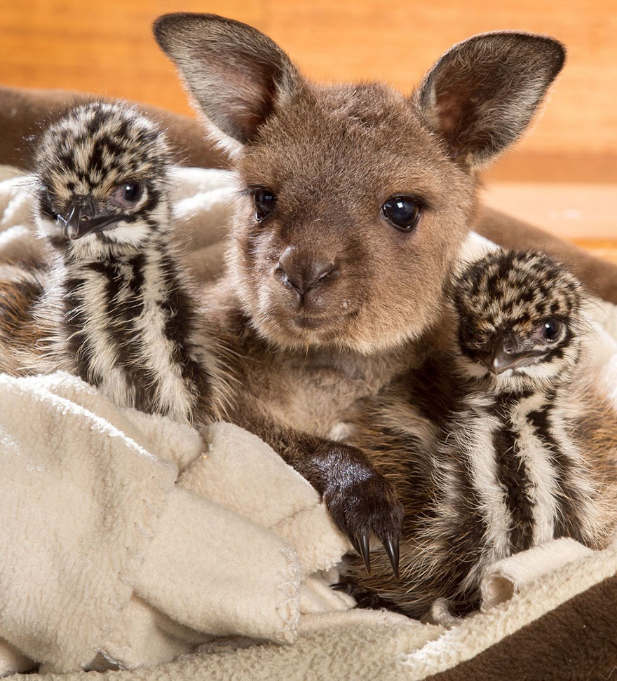 baby-kangaroo-emu-cuddle-sandwich-edi-eli-reuben-3