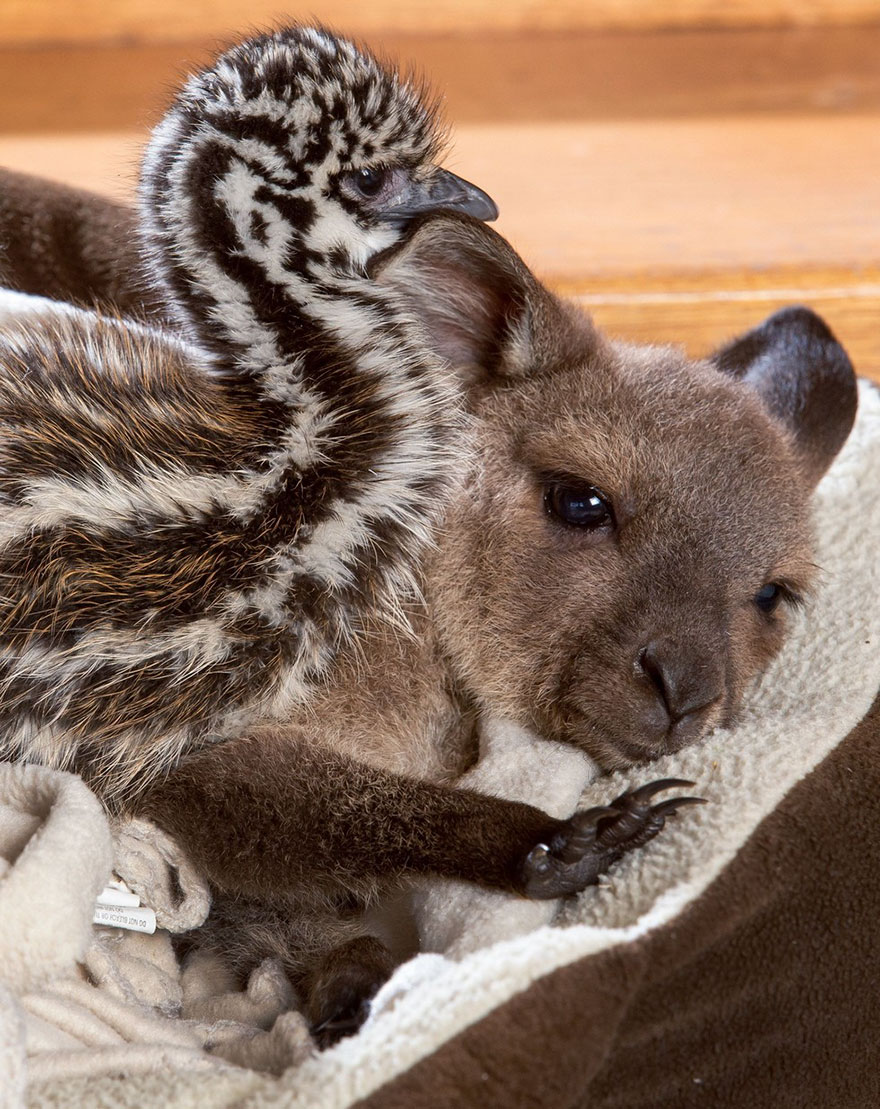 baby-kangaroo-emu-cuddle-sandwich-edi-eli-reuben-4