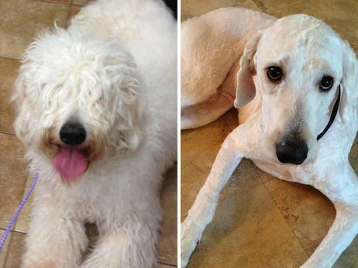 Golden Doodle Before And After Haircut