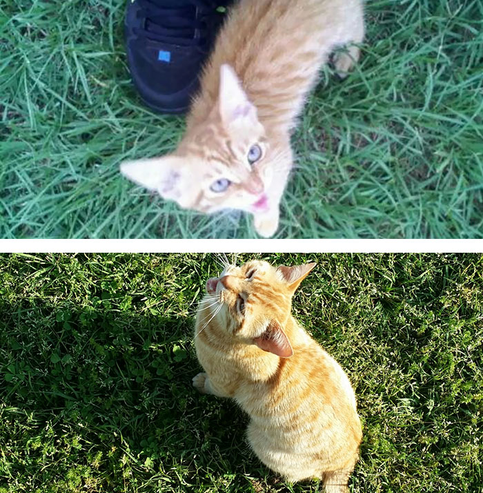 Here's The First Picture I Took Of Our Cat Simba And One Of The Last