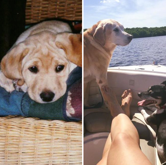 The Day Sadie Came Into My Life And Our Last Boat Ride Together