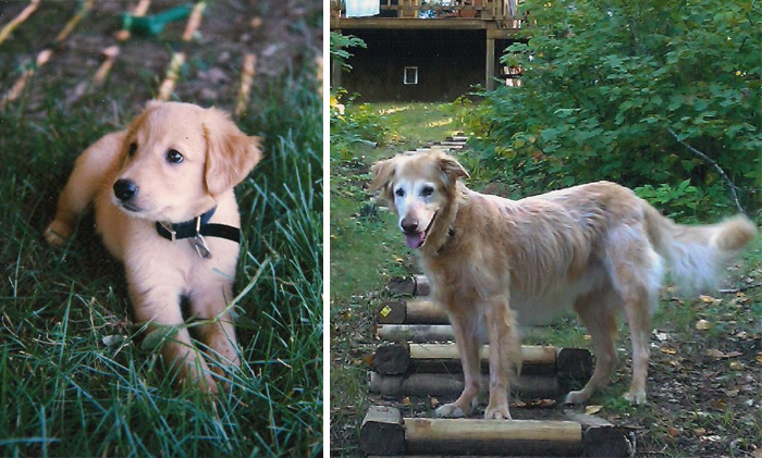 Here's The First And The Last Pictures We Ever Took Of Our Old Dog, 16 Years Apart