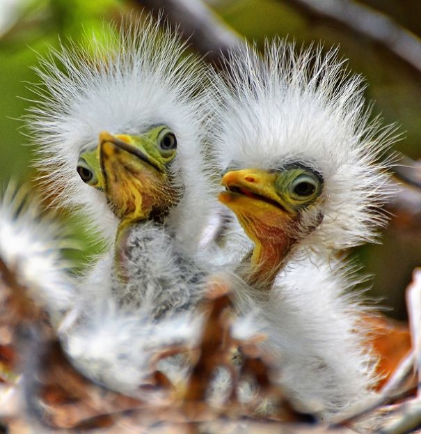 bird-baby-egrets-57974c0add544.jpg