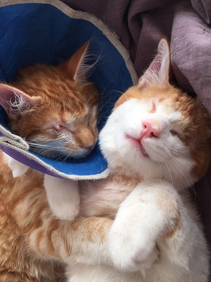Blind Kitten Twins Are There For Each Other From Day One