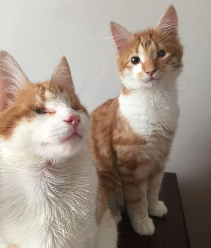 Blind Kitten Twins Are There For Each Other From Day One