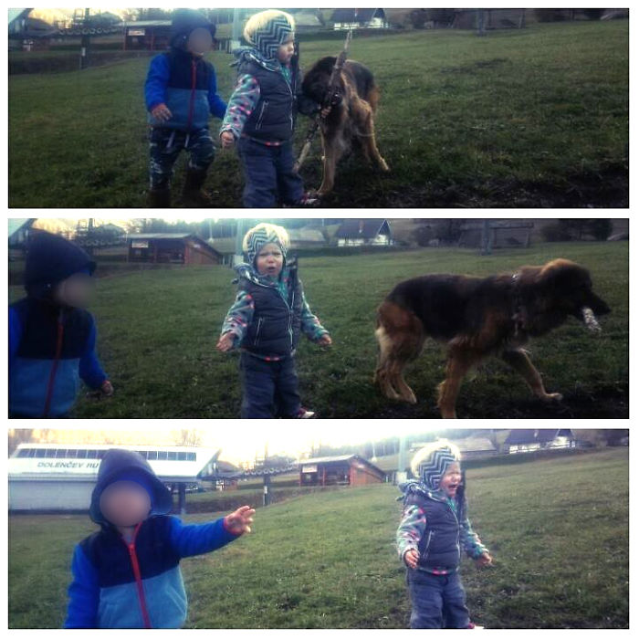 She Wanted To Take The Stick From The Dog. I Did Nothing. So I'm The #assholeparent
