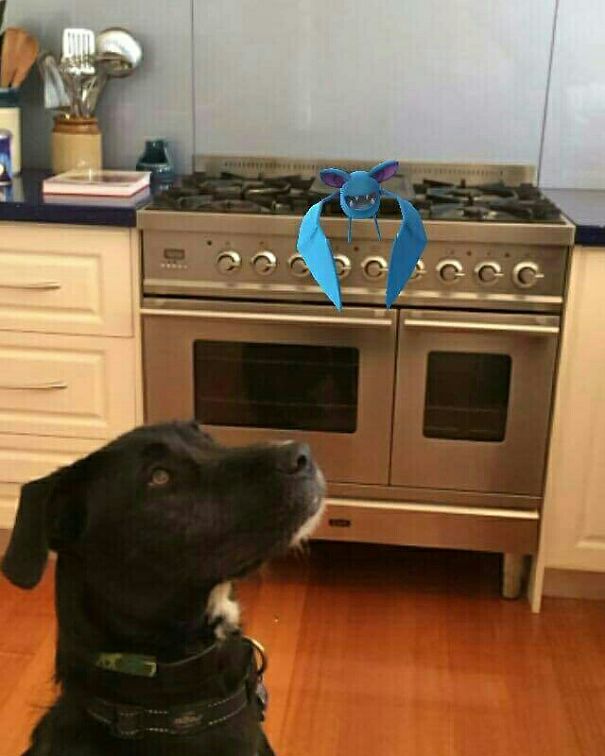 There's A Zubat In My Kitchen!