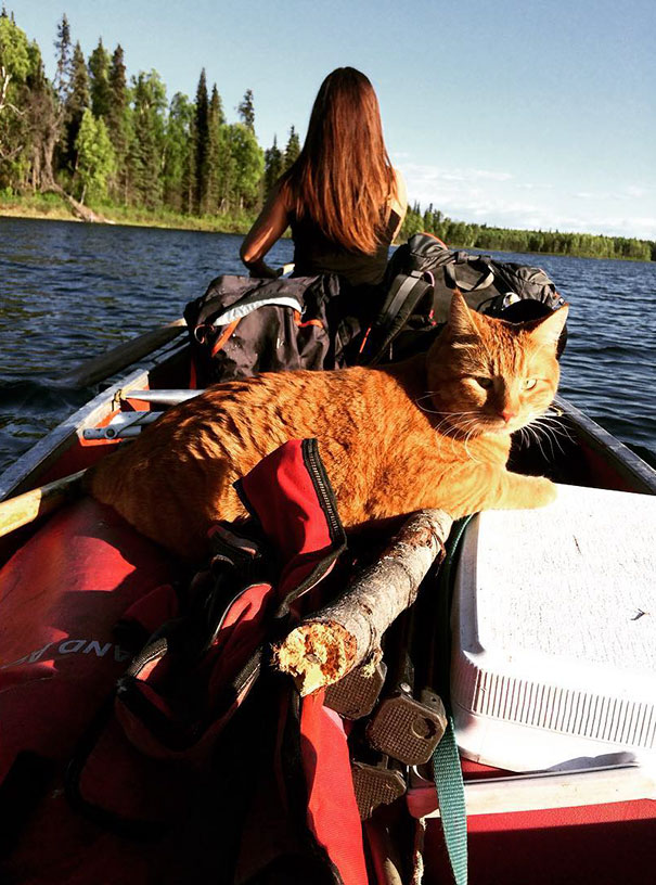 My Cat Is Pretty Cool. He Comes On Canoe Trips And Stuff
