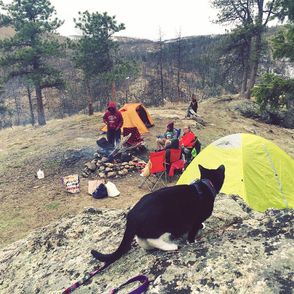 Foolish Hoomans Campurrs. No Hunting Nor Gathering. One Mouse Won't Go Far At This Campsite