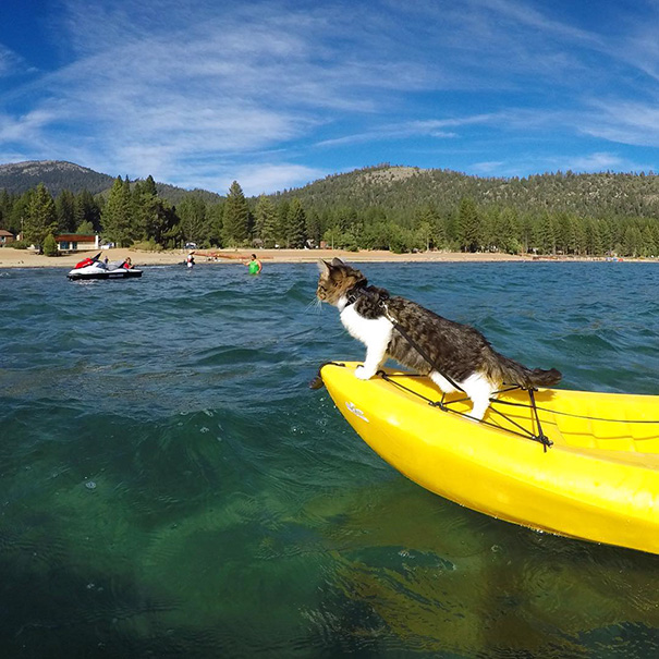 Braving The Waves And Kayaking On The Choppy Waters Of Lake Tahoe