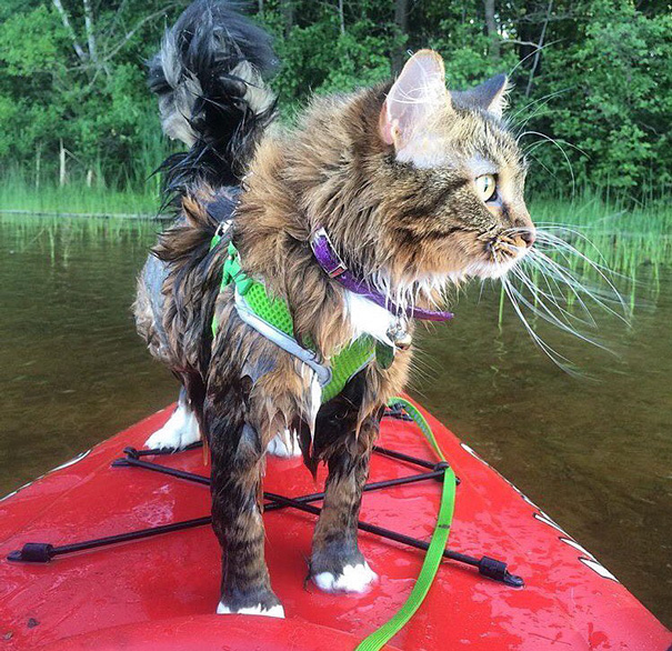 I'm A Purrfect Kayaker