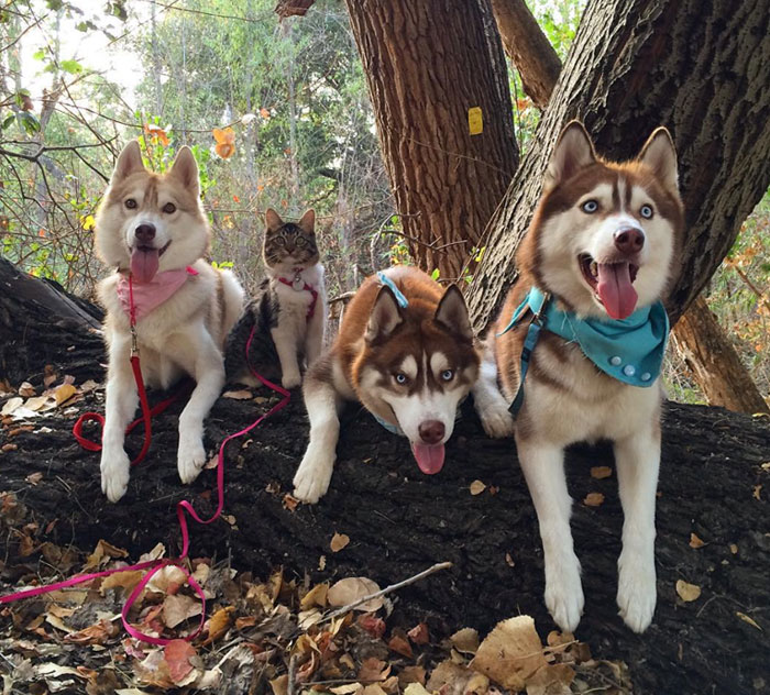 “Camping With Cats” Instagram Will Inspire You To Go Hiking With Your Cat