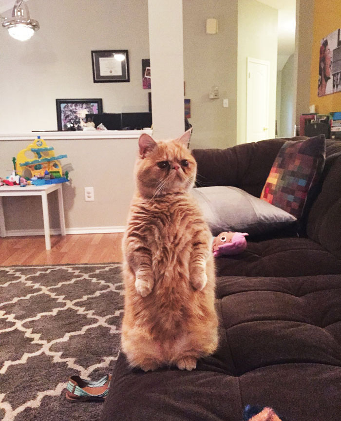 cat-standing-on-2-legs-george-13