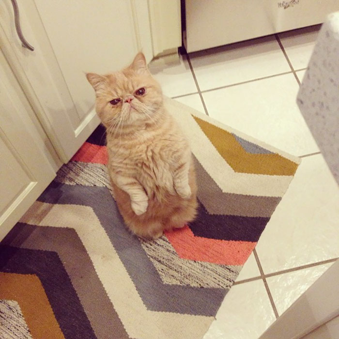 Meet Human-Cat Who Keeps Standing On 2 Legs And Judging His Owners