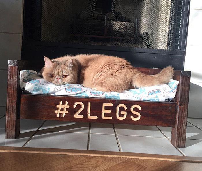 cat-standing-on-2-legs-george-30