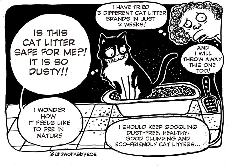 Why I Felt Guilty After I Adopted Cosmos (my Cat) | Bored Panda