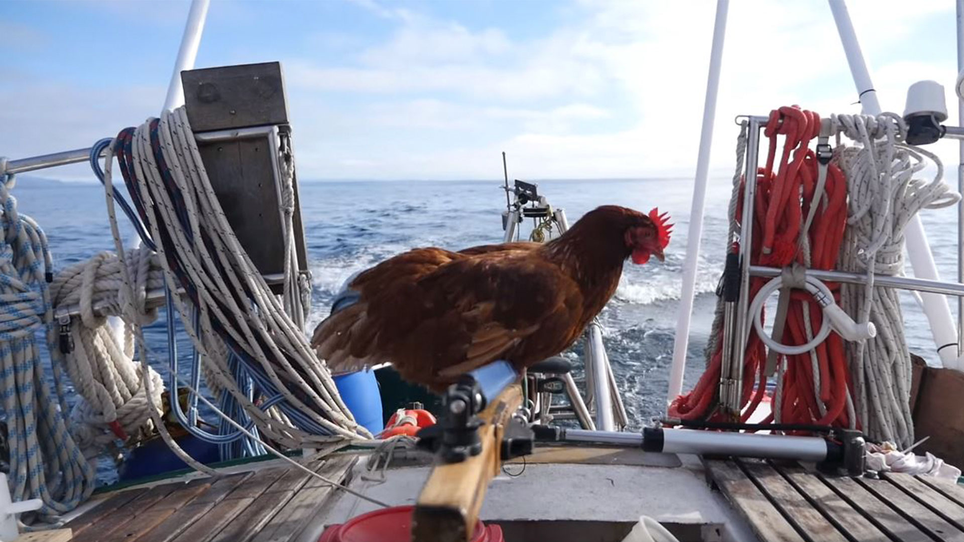 Chicken Sails Around The World With Her Human (VIDEO)