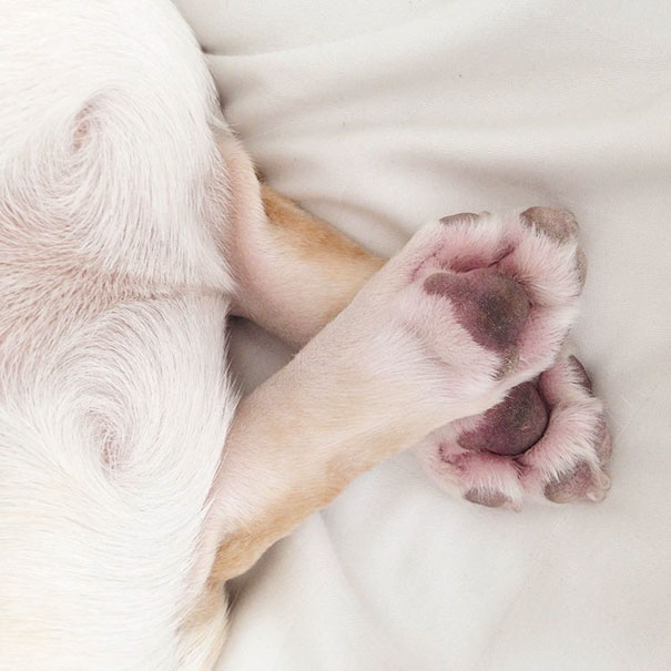 Meet Milo, A Narcoleptic Bulldog Who Will Make You Say "Awww"