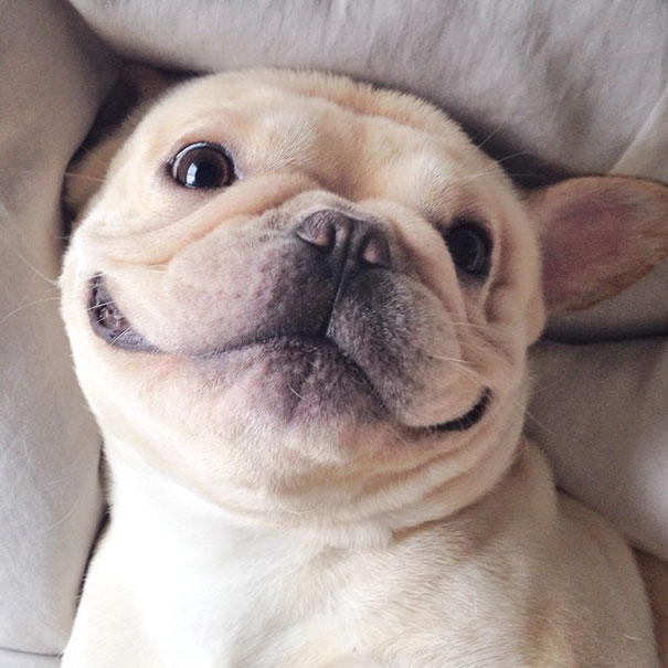 Meet Milo, A Narcoleptic Bulldog Who Will Make You Say "Awww"