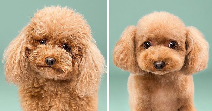 Dogs Before And After Their Haircuts 16 Pics Bored Panda