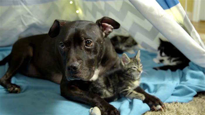 dog-pitbull-rescued-fighting-ring-loves-kittens-cherry-garcia-10