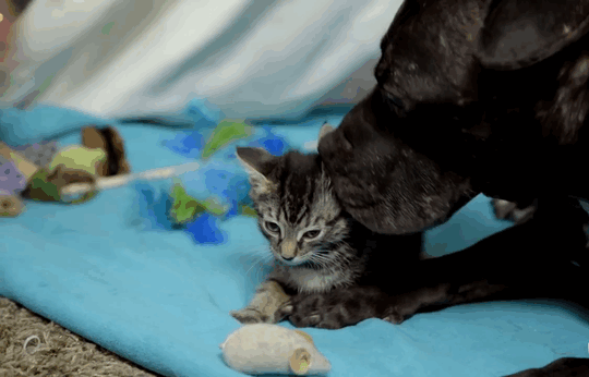 dog-pitbull-rescued-fighting-ring-loves-kittens-cherry-garcia-11