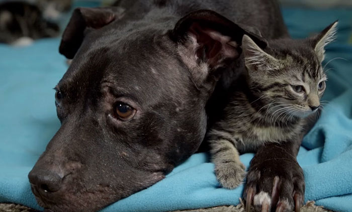 dog-pitbull-rescued-fighting-ring-loves-kittens-cherry-garcia-3