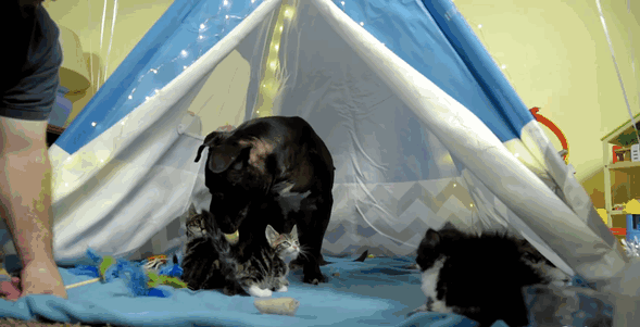 dog-pitbull-rescued-fighting-ring-loves-kittens-cherry-garcia-7