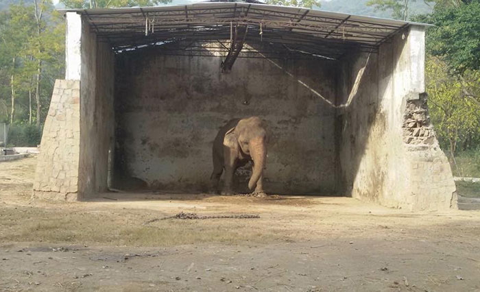 elephant-free-30-years-alone-murghazar-zoo-kaavan-1