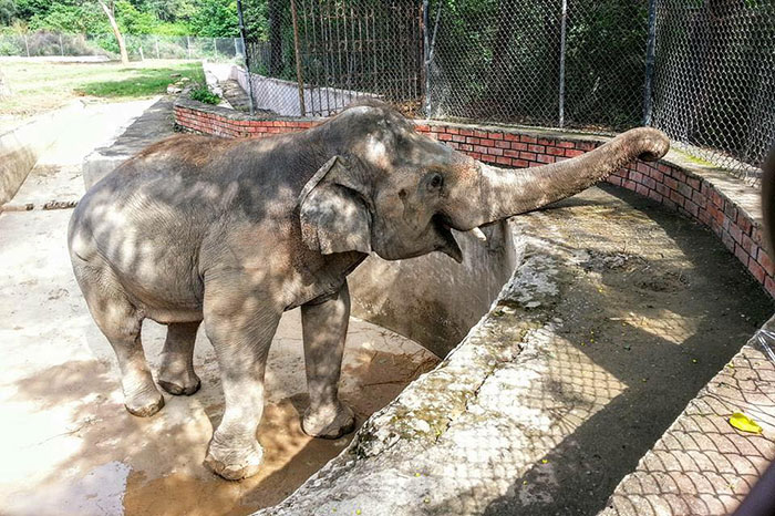 elephant-free-30-years-alone-murghazar-zoo-kaavan-10