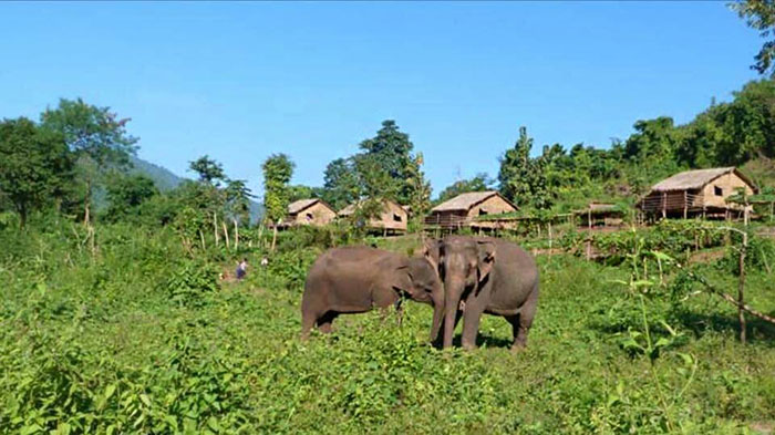 elephant-free-30-years-alone-murghazar-zoo-kaavan-5