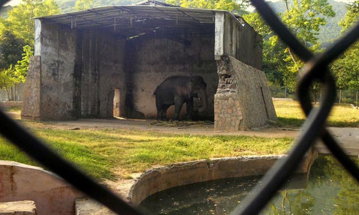 elephant-free-30-years-alone-murghazar-zoo-kaavan-7