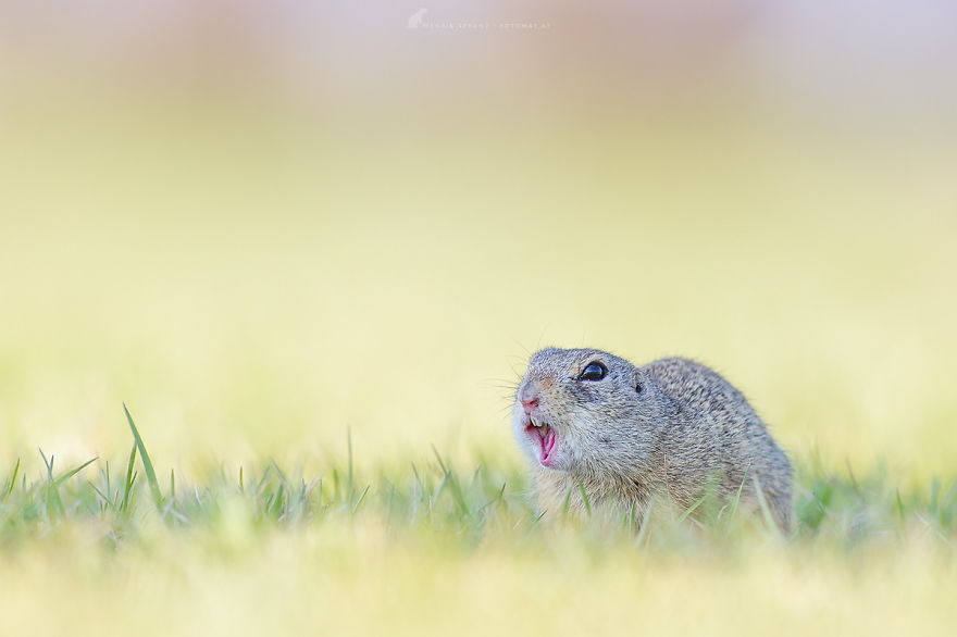 Photographer Captures The Fun Side Of Ground Squirrels
