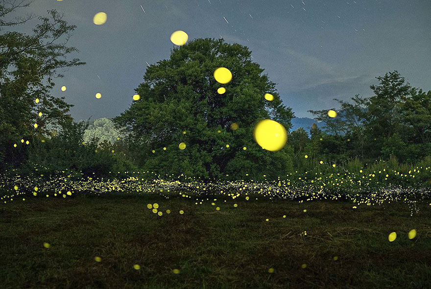 Surreal Photos Of Fireflies From Japan’s 2016 Summer