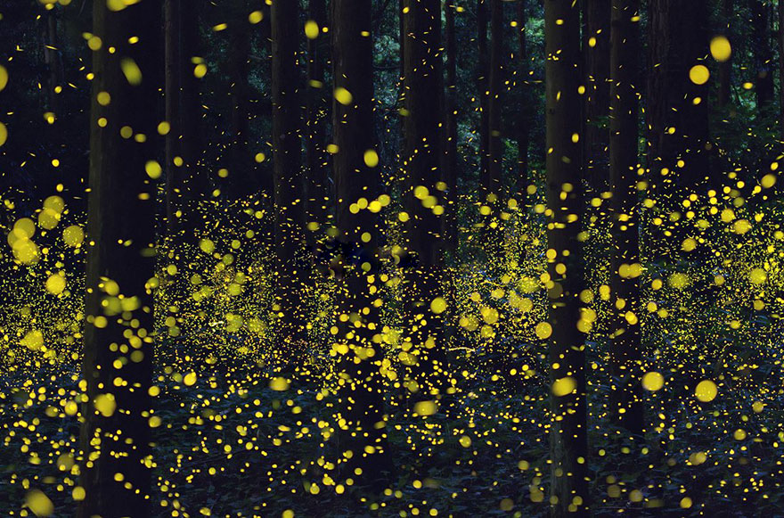 Surreal Photos Of Fireflies From Japan’s 2016 Summer