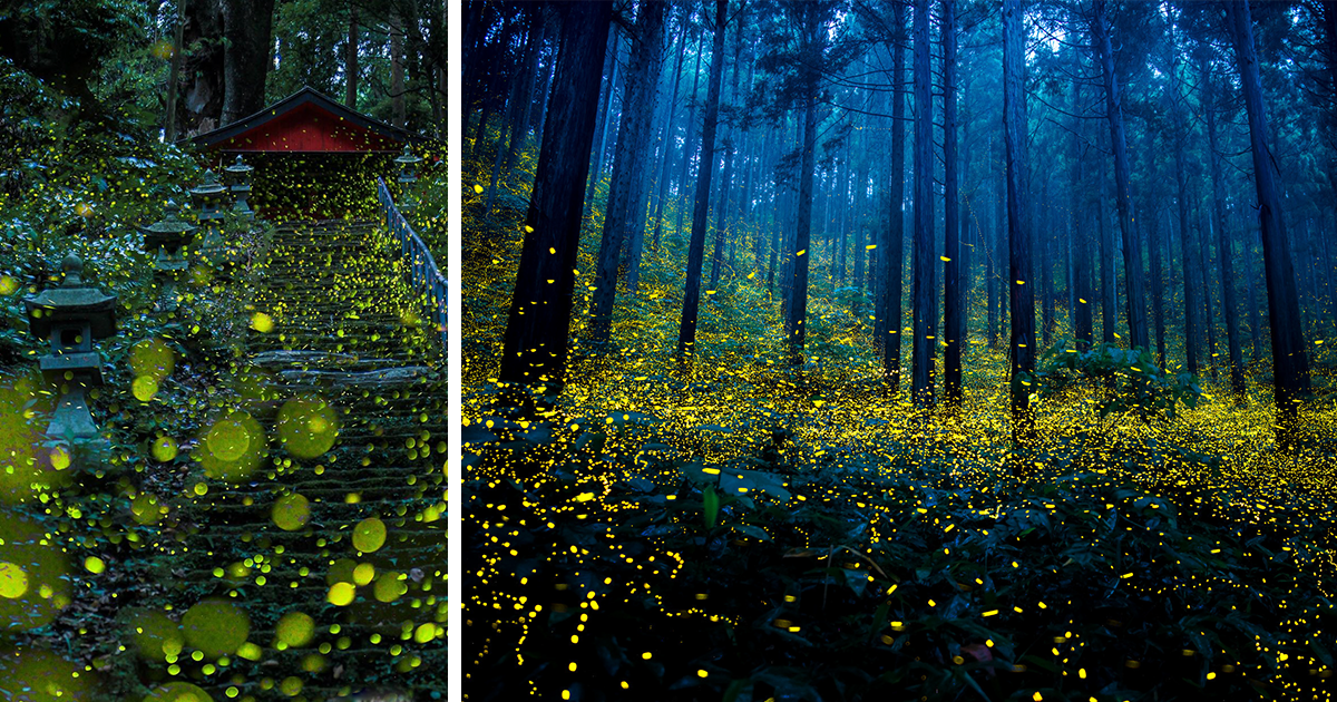https://static.boredpanda.com/blog/wp-content/uploads/2016/07/fireflies-long-exposure-photography-2016-japan-fb.png