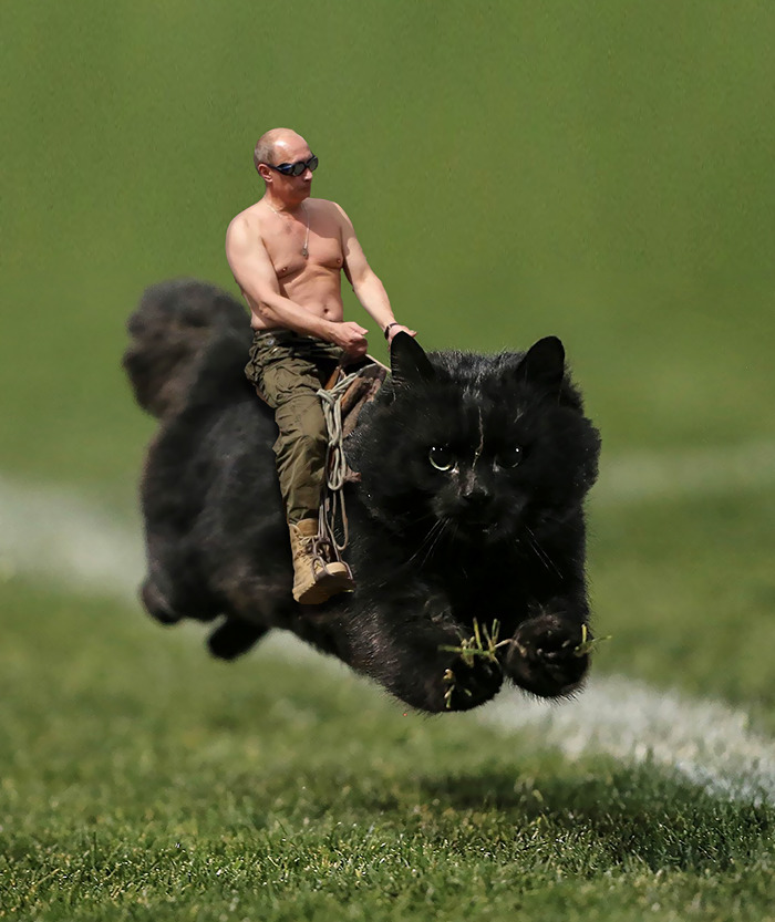 Putin On The Cat