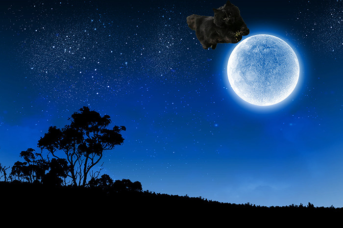 Cat Jumped Over The Moon