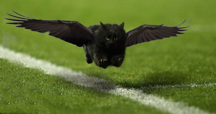Low Pass Flying Crow-cat!