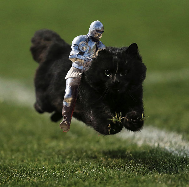 flying-cat-rugby-game-photoshop-battle-original-imagejpg-578644268ad1b-png.jpg