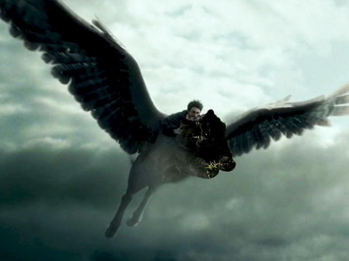 Harry Potter And The Flying Hipocatus