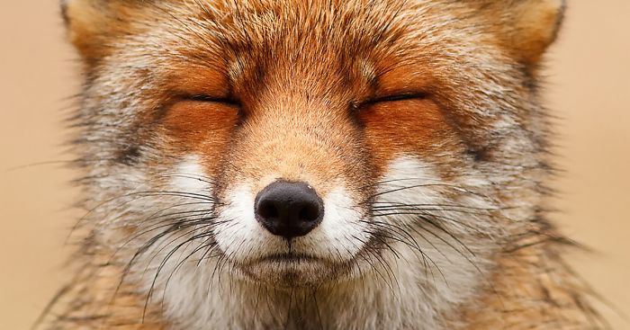 Faces Of Foxes Photographer Proves That Every Fox Has Different Personality Bored Panda