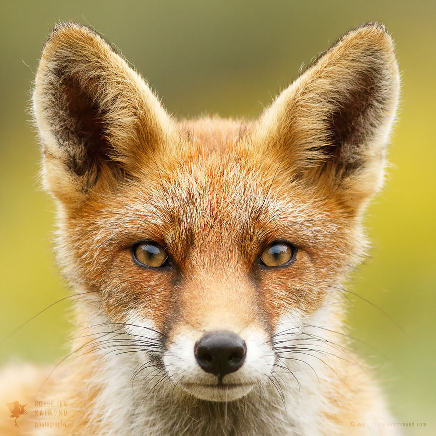 Faces of Foxes: Photographer Proves That Every Fox Has Different Personality
