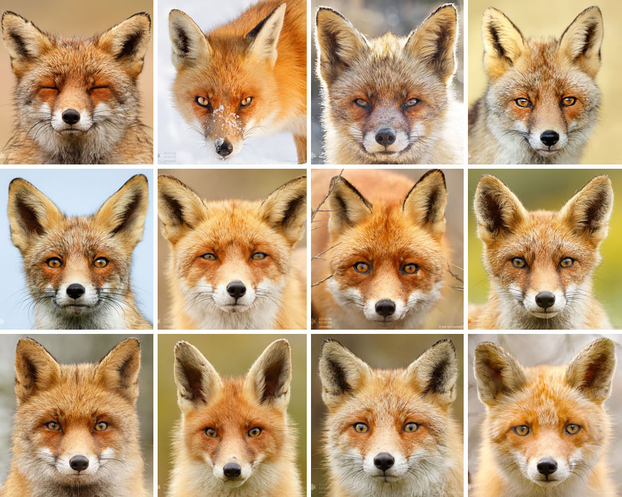 Faces of Foxes: Photographer Proves That Every Fox Has Different Personality
