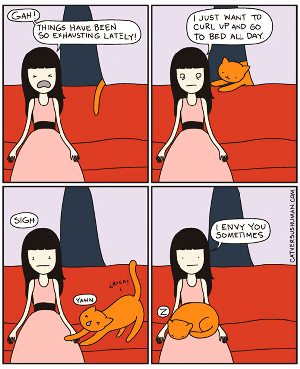 Cat Versus Human