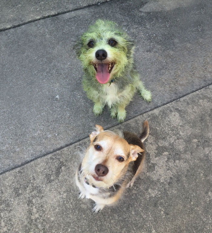 Can You Guess Which Dog Helped Mow The Lawn?