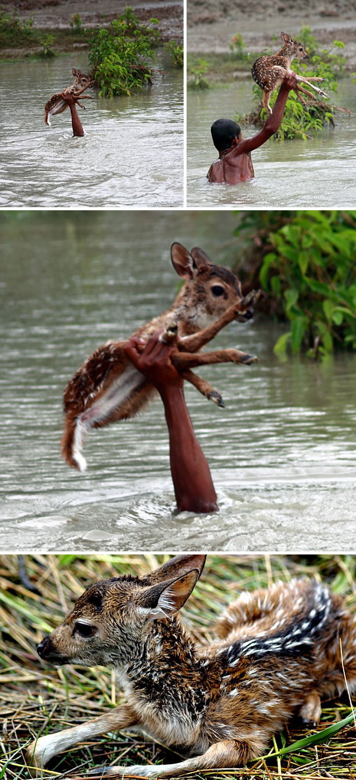 Heroic Boy Risks His Life To Save A Drowning Baby Deer From Floodwaters In Bangladesh