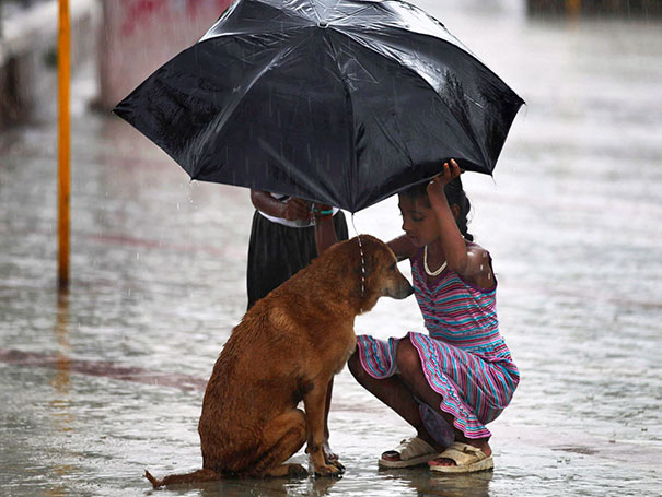 A Girl Uses Her Umbrella To Protect A Stray Dog During Monsoon Rains In Mumbai