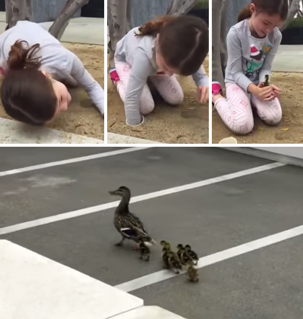 6-Year-Old Rescues 8 Ducklings From Drain Pipe